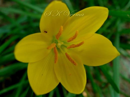  Flower